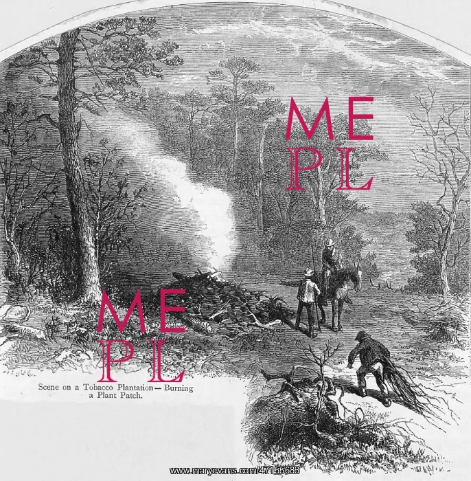 : Tobacco Plantation : Tobacco Plantation
