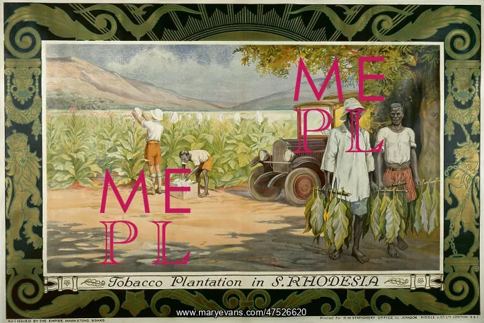 : Tobacco Plantation : Tobacco Plantation