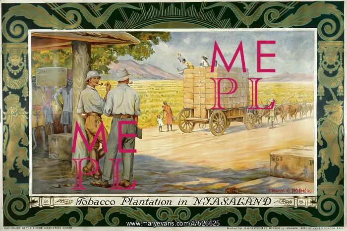  : Tobacco Plantation