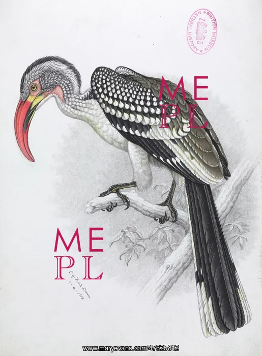 : Tockus erythrorhynchus, Red-billed hornbill : Tockus erythrorhynchus, Red-billed hornbill