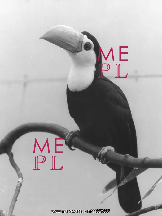  : TOCO TOUCAN