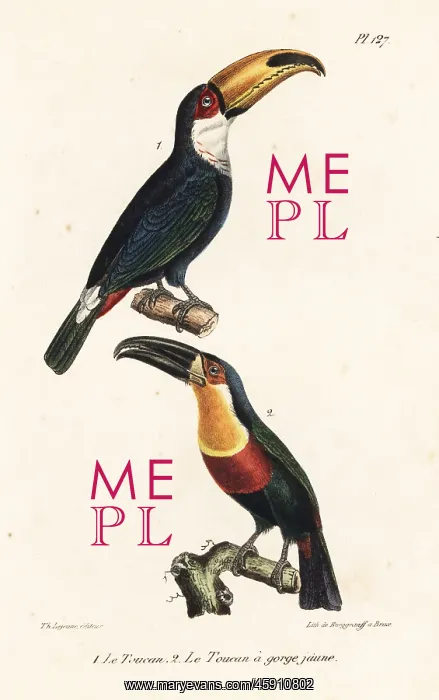 : Toco toucan and ariel toucan : Toco toucan and ariel toucan