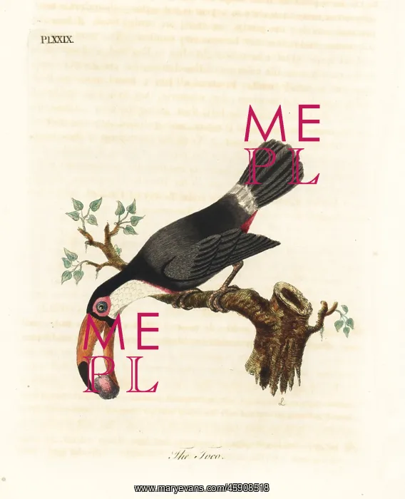 : Toco toucan, Ramphastos toco : Toco toucan, Ramphastos toco