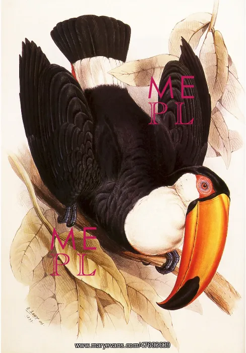  : Toco Toucan, Ramphastos toco