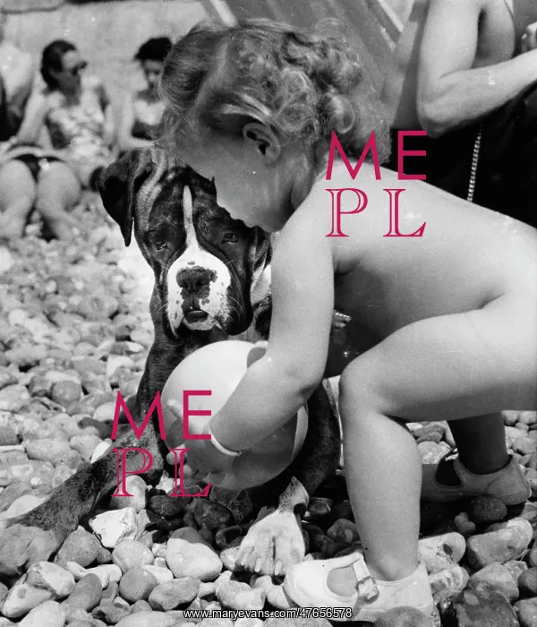 : Toddler and boxer dog on pebbly beach : Toddler and boxer dog on pebbly beach