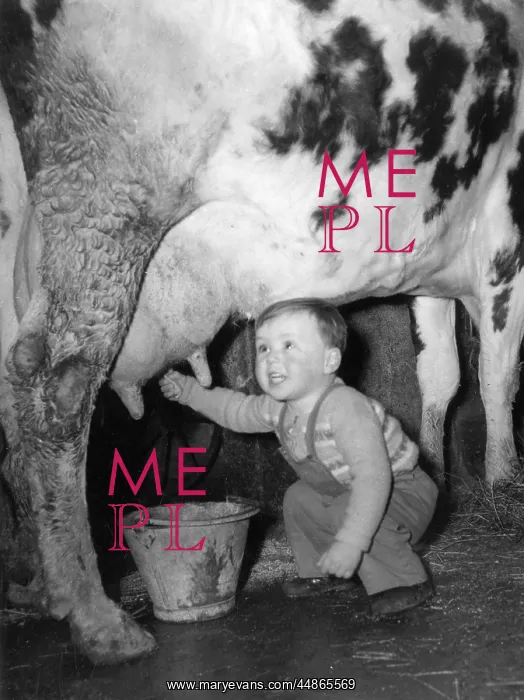 : Toddler Milking a Cow : Toddler Milking a Cow