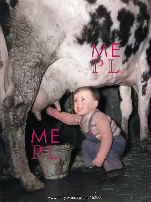 : Toddler Milking a Cow : Toddler Milking a Cow