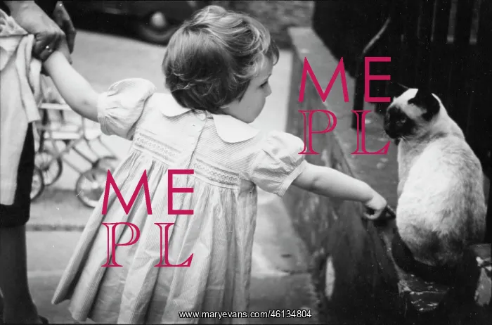 : Toddler and Siamese cat : Toddler and Siamese cat