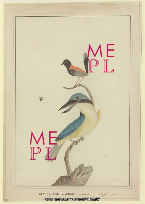 : Todiramphus sanctus, Malurus melanocephala : Todiramphus sanctus, Malurus melanocephala