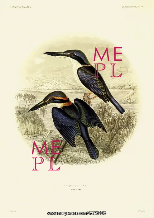 : Todiramphus vitiensis