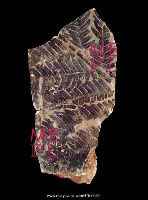 : Todites denticulatus : Todites denticulatus