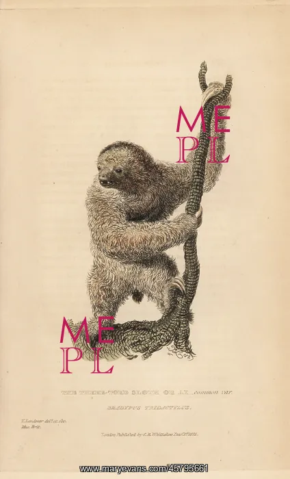 : Three toed sloth, Bradypus tridactylus : Three toed sloth, Bradypus tridactylus