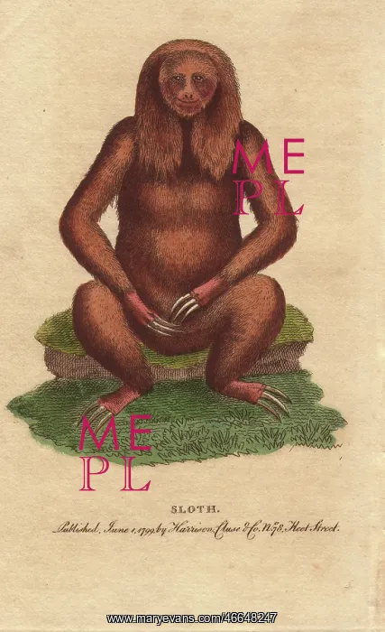 : Three toed sloth, Bradypus tridactylus : Three toed sloth, Bradypus tridactylus