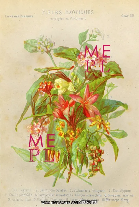 : TOILET / PERFUME / FLOWERS : TOILET / PERFUME / FLOWERS