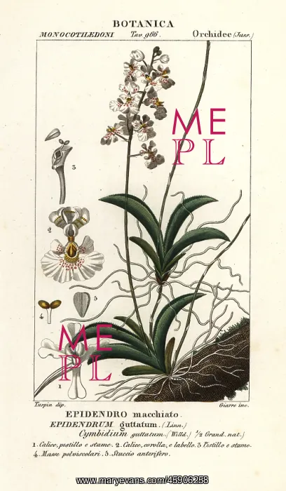 : Tolumnia guttata orchid : Tolumnia guttata orchid