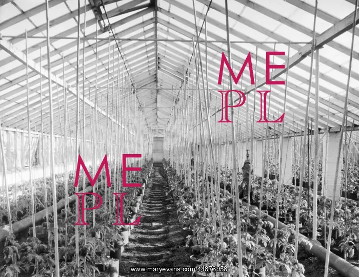 : TOMATO HOTHOUSE : TOMATO HOTHOUSE