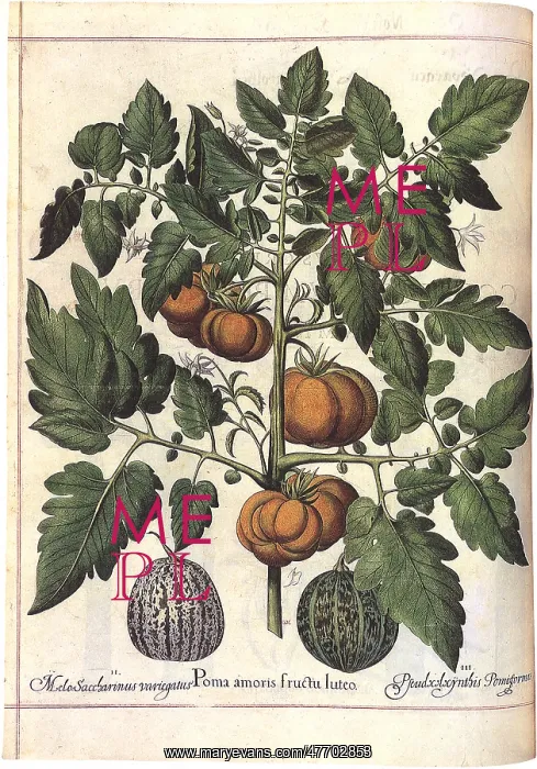 : Tomato Plant Bearing Fruit : Tomato Plant Bearing Fruit