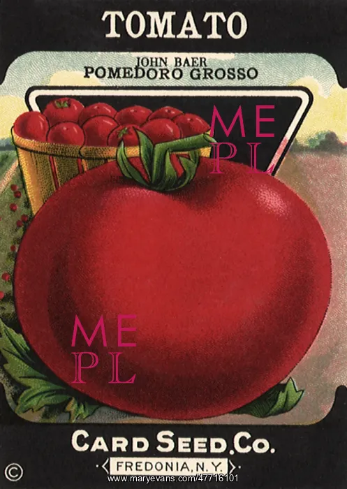  : Tomato Seed Packet