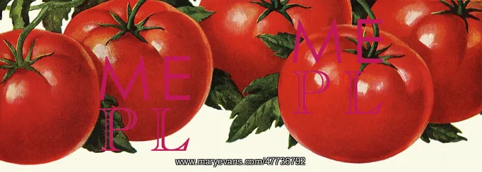 : Tomato Soup : Tomato Soup