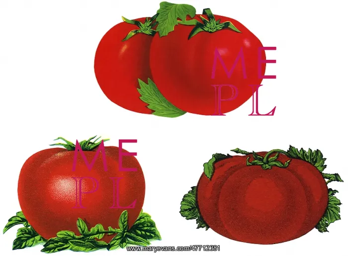  : Tomato Varietals