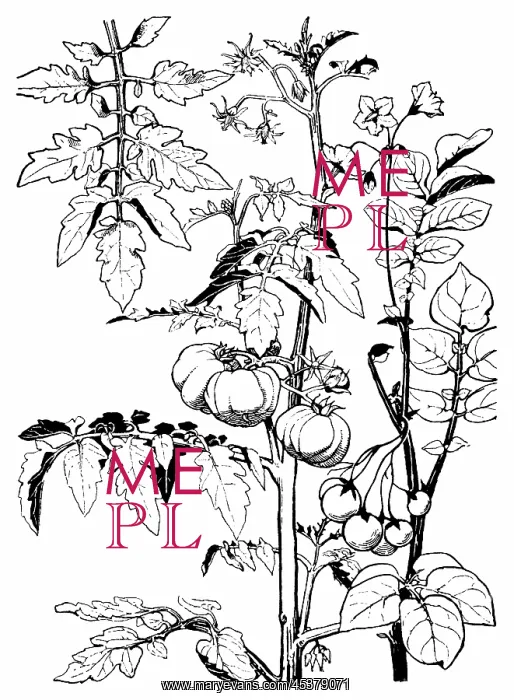 : Tomatoes. Studies in plant form with suggestions for their application to design : Tomatoes. Studies in plant form with suggestions for their application to design