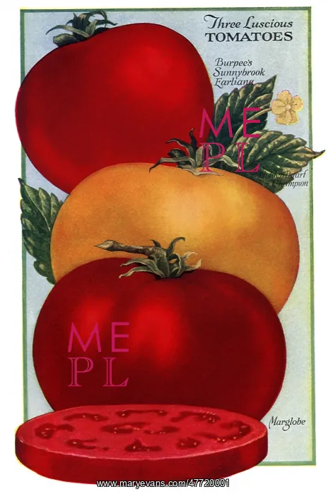  : Three Tomatoes