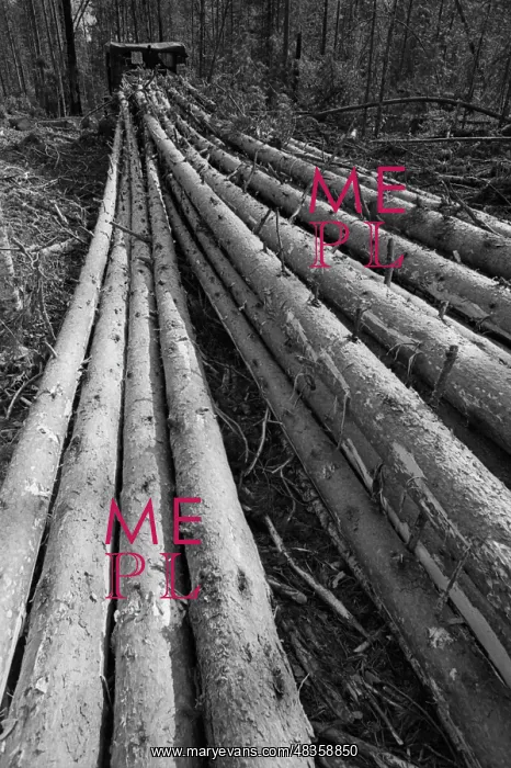 : Tomlesprom Asinovsky Forestry : Tomlesprom Asinovsky Forestry