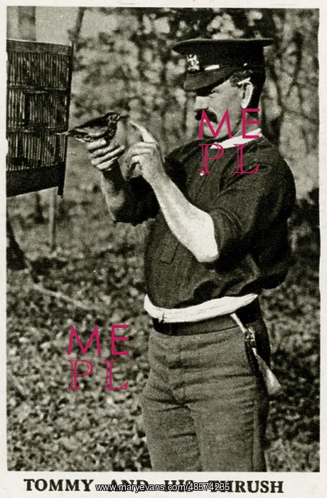  : Tommy and his thrush, WW1