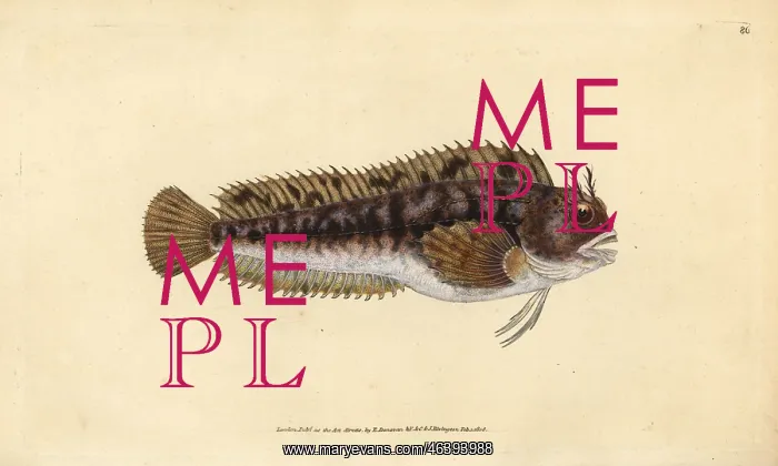 : Tompot blenny, Parablennius gattorugine : Tompot blenny, Parablennius gattorugine
