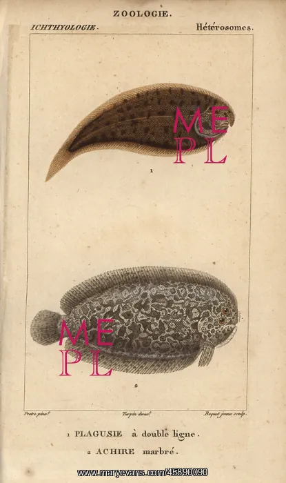 : Tonguefish, Symphurus, and marbled sole, Pleuronectes : Tonguefish, Symphurus, and marbled sole, Pleuronectes