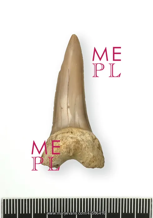 : Tonguestone (shark's tooth) : Tonguestone (shark's tooth)