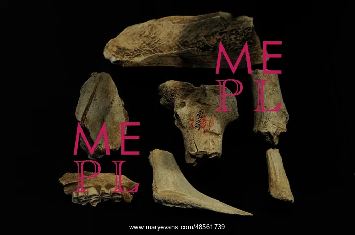 : Tools of flint and animal bones. Performed by Homo sapiens : Tools of flint and animal bones. Performed by Homo sapiens