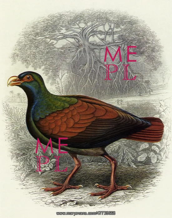  : Tooth-billed Pigeon, Didunculus strigirostris