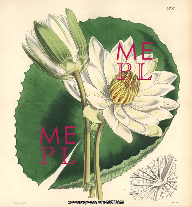 : Tooth-leaved lotus, Nymphaea dentata : Tooth-leaved lotus, Nymphaea dentata