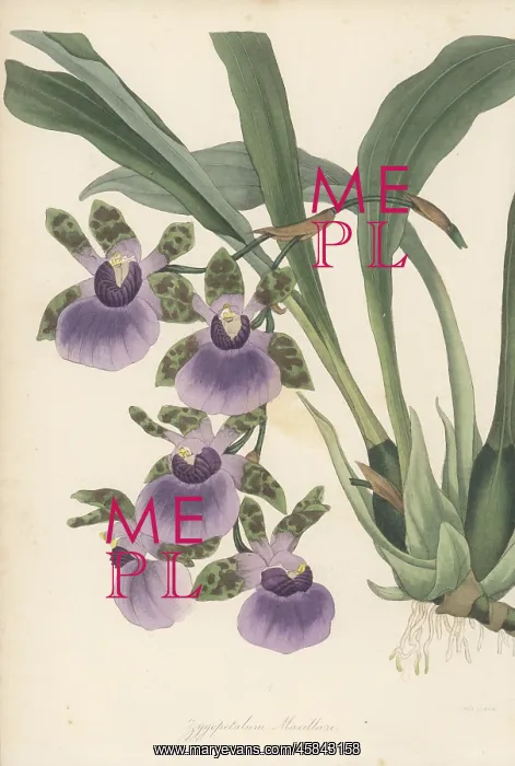 : Tooth-like flowered zygopetalum, Zygopetalum maxillare : Tooth-like flowered zygopetalum, Zygopetalum maxillare