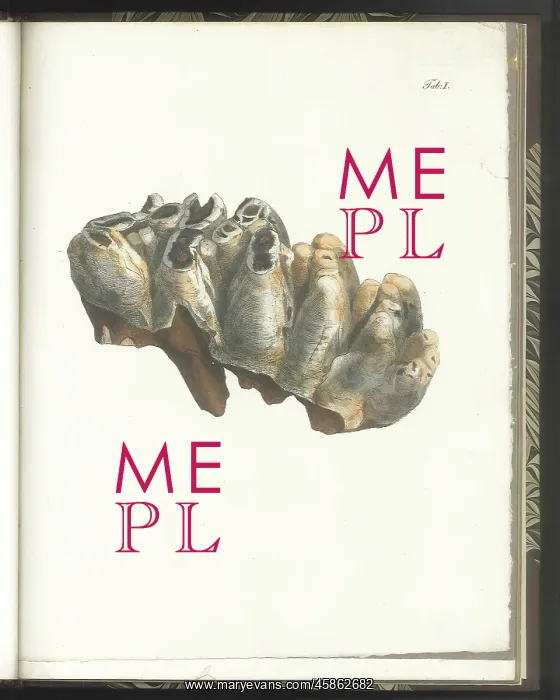 : Tooth of a Mastodon : Tooth of a Mastodon