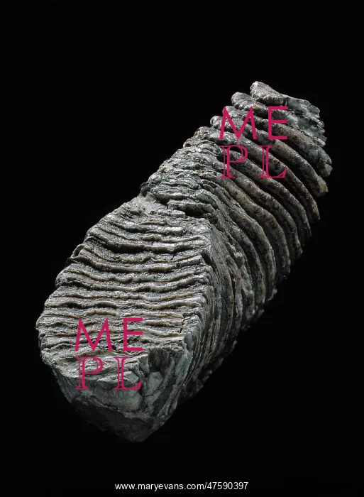 : Tooth from a woolly mammoth : Tooth from a woolly mammoth