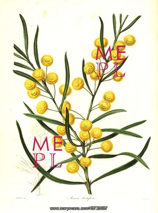 : Toothed acacia, Acacia dentifera : Toothed acacia, Acacia dentifera