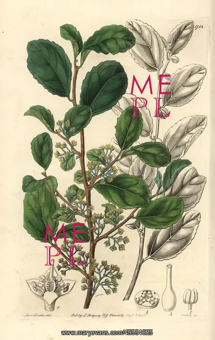 : Toothed azara, Azara dentata : Toothed azara, Azara dentata