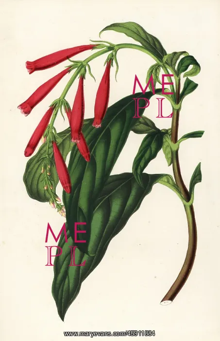 : Toothedthread, Odontonema rutilans : Toothedthread, Odontonema rutilans