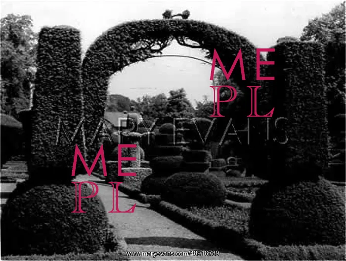 : TOPIARY AT LEVENS HALL : TOPIARY AT LEVENS HALL