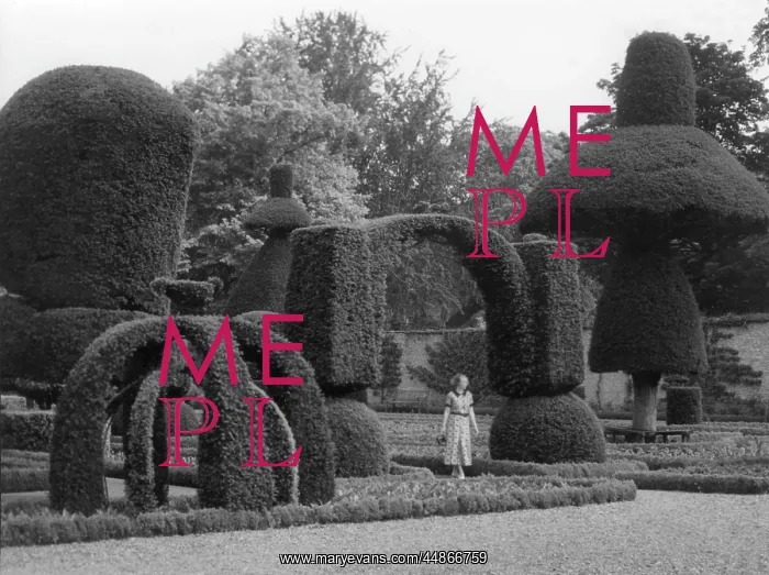 : Topiary at Levens Hall, Cumbria : Topiary at Levens Hall, Cumbria