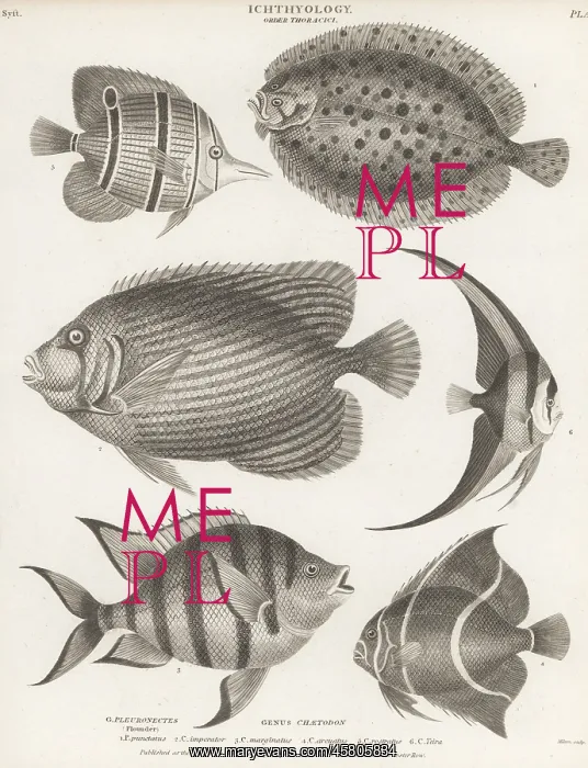 : Topknot, angelfish, butterflyfish, batfish, etc : Topknot, angelfish, butterflyfish, batfish, etc