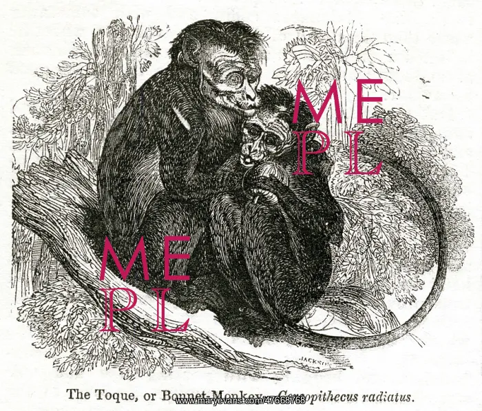  : Toque or Bonnet Monkey (Cercopithecus radiatus)
