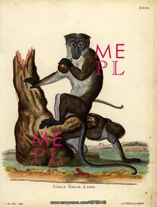: Toque macaque, Macaca sinica. Endangered : Toque macaque, Macaca sinica. Endangered