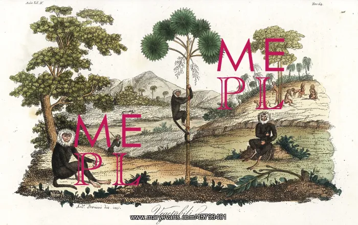 : Toque macaque monkeys, breadfruit tree and talipot palm : Toque macaque monkeys, breadfruit tree and talipot palm
