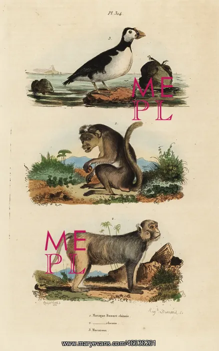 : Toque macaque, rhesus macaque and parakeet auklet : Toque macaque, rhesus macaque and parakeet auklet