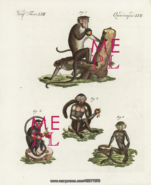 : Toque macaque, tufted capuchin, langur, and : Toque macaque, tufted capuchin, langur, and