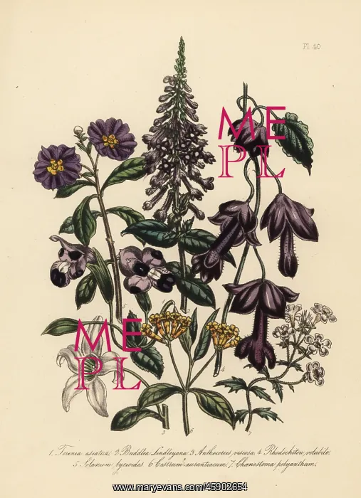 : Torenia, buddlea and anthocercis species : Torenia, buddlea and anthocercis species