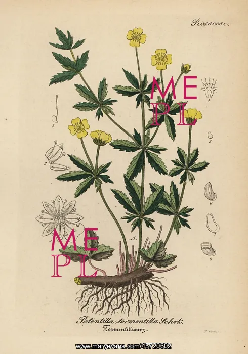 : Tormentil, Potentilla erecta : Tormentil, Potentilla erecta